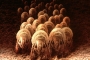 Καθαρισμός Στρωμάτων
 army of dust mites