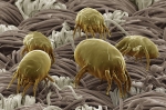 Καθαρισμός Στρωμάτων
Dust Mites
 