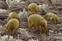 Καθαρισμός Στρωμάτων
 Dust Mites